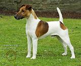 Fox Terrier 9T072D-126